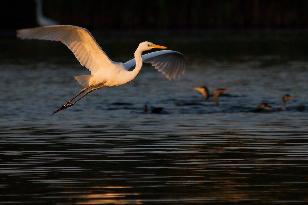 белая, цапля, Игорь Олейник