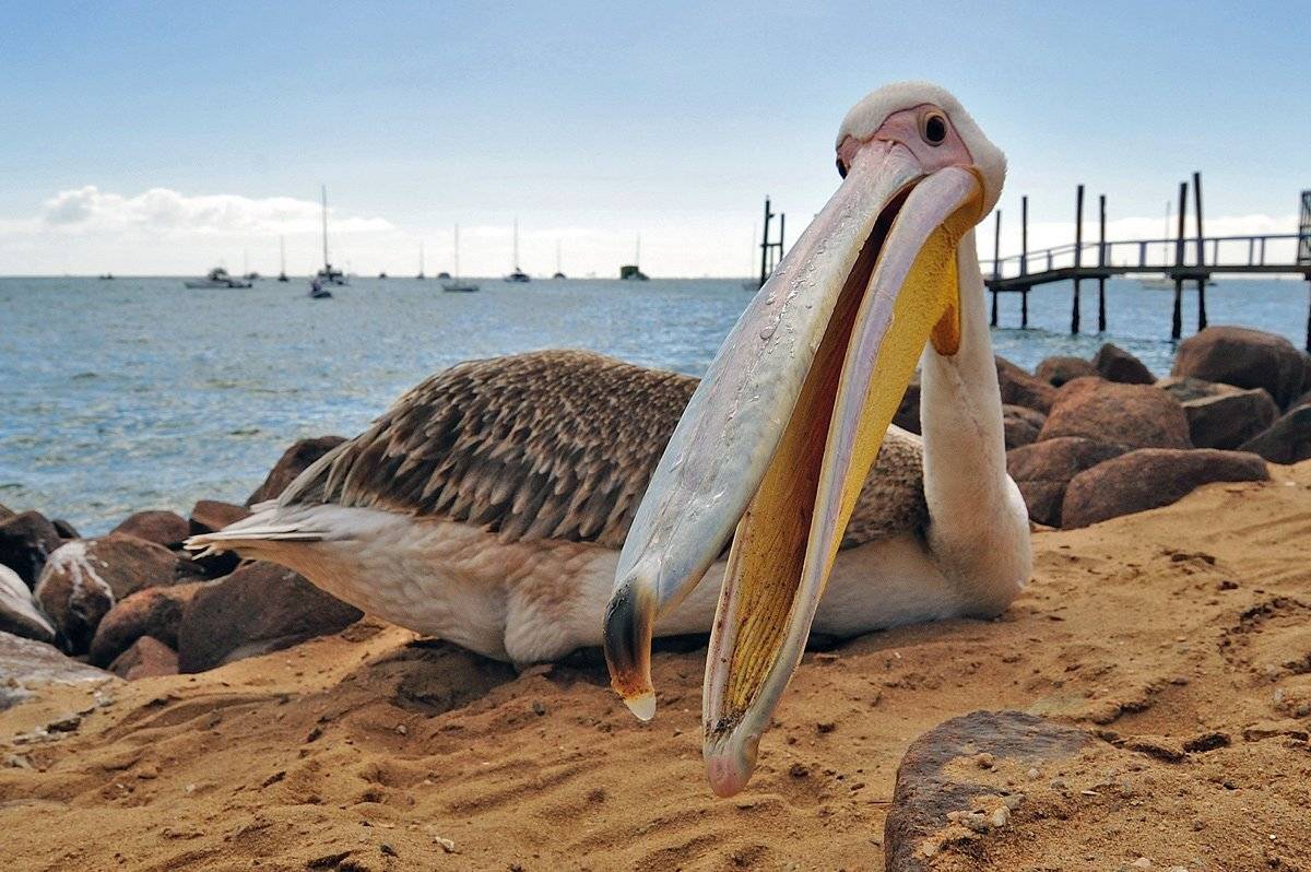, Алексей Тищенко