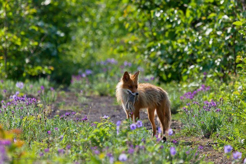 лисица Охота пуще неволи... фото превью