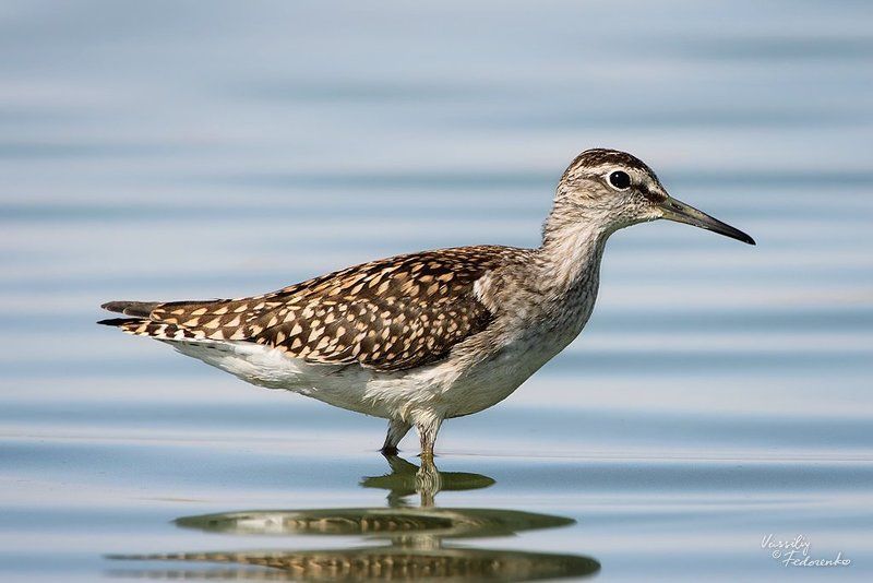птицы, кулик, фифи, tringa, glareola Фифи фото превью