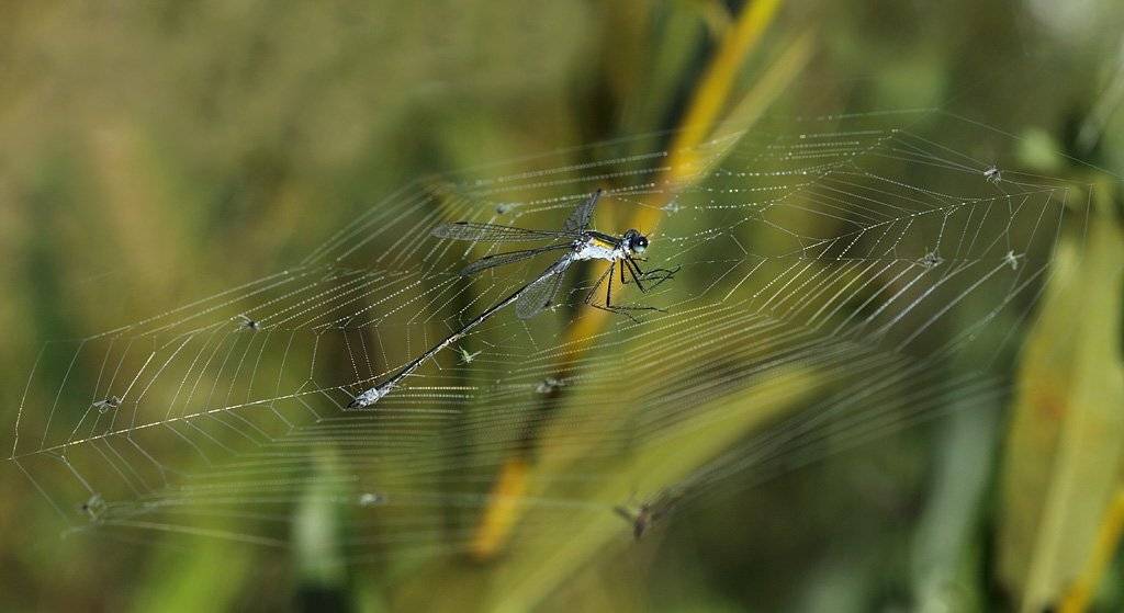 , Сергей Таланов