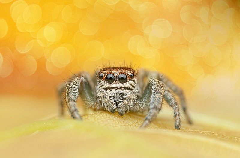 pu5z3k, poland, macro oOOo фото превью