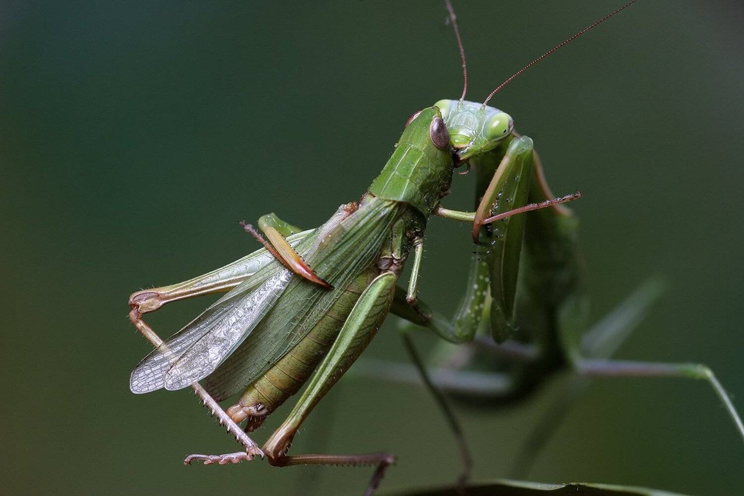 , Вадим Трунов