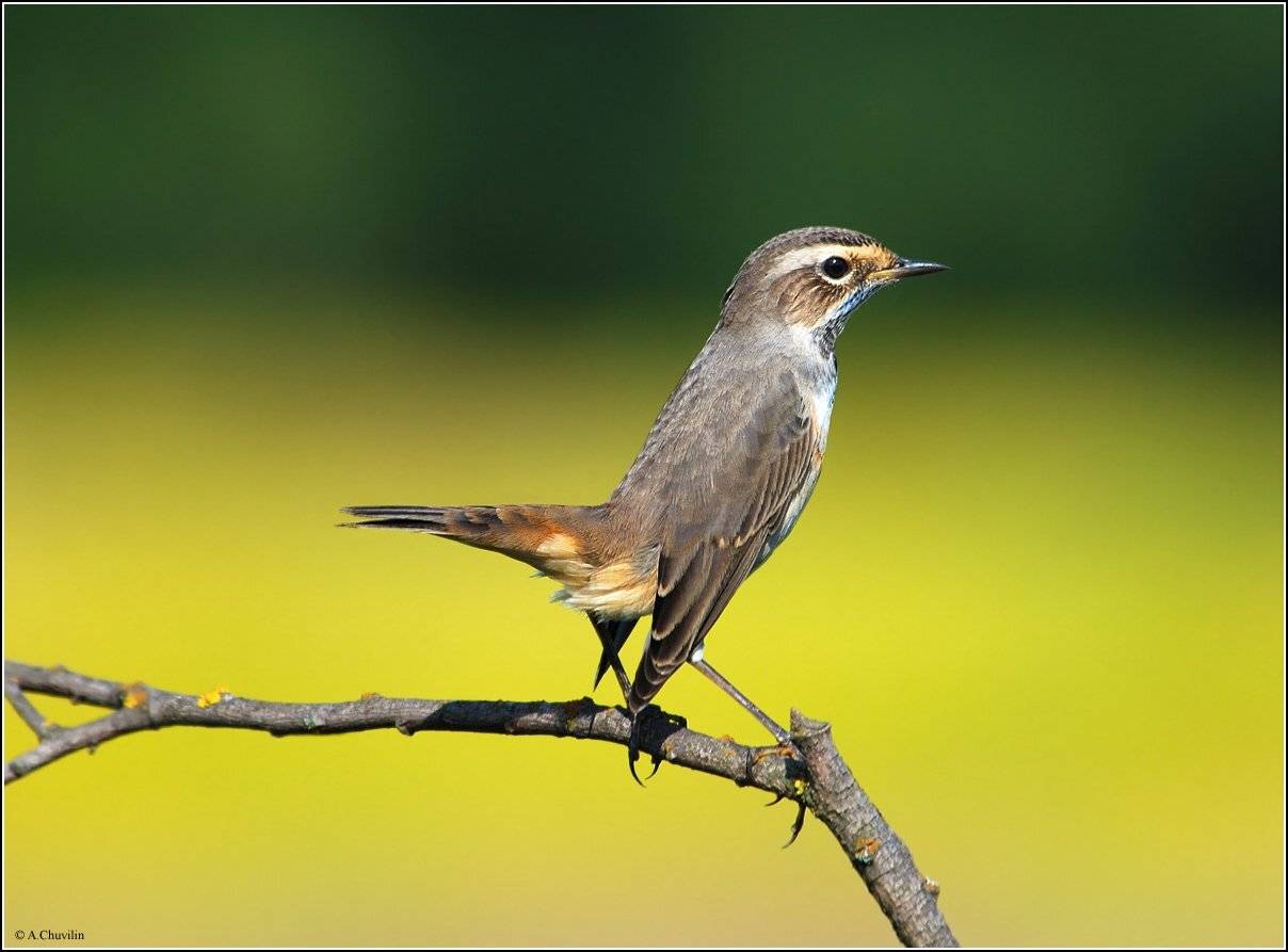 варакушка,хвост,пистолетом, Александр Чувилин