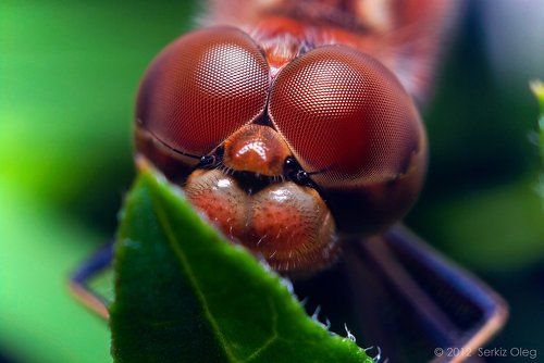 Sympetrum vulgatum Eye structure