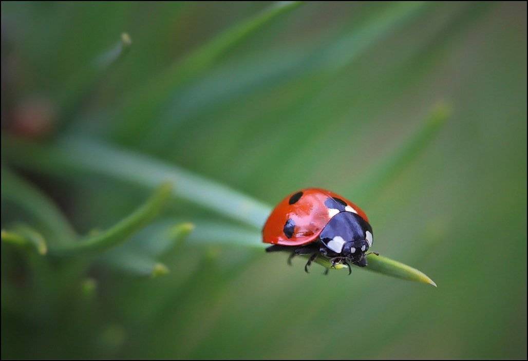 божья коровка,насекомые,макро, Андрей Корочкин