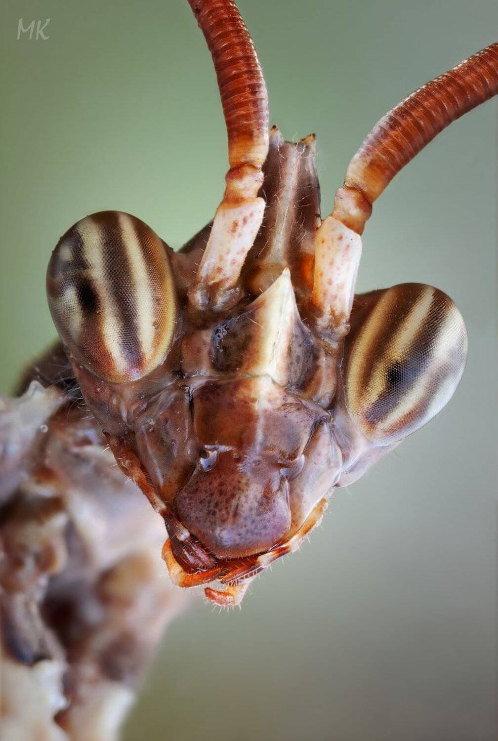 блефаропсис, портрет, Miron Karlinsky