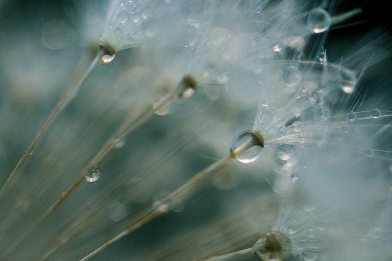 макро, вода, капли, красота, одуванчик Удивительное рядом... фото превью