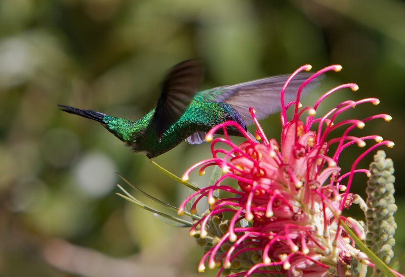 лиловоголовая талурания, фиалкошапочная лесная нимфа,колибри, птицы, бразилия, thalurania glaucopis Лесная нимфа фото превью