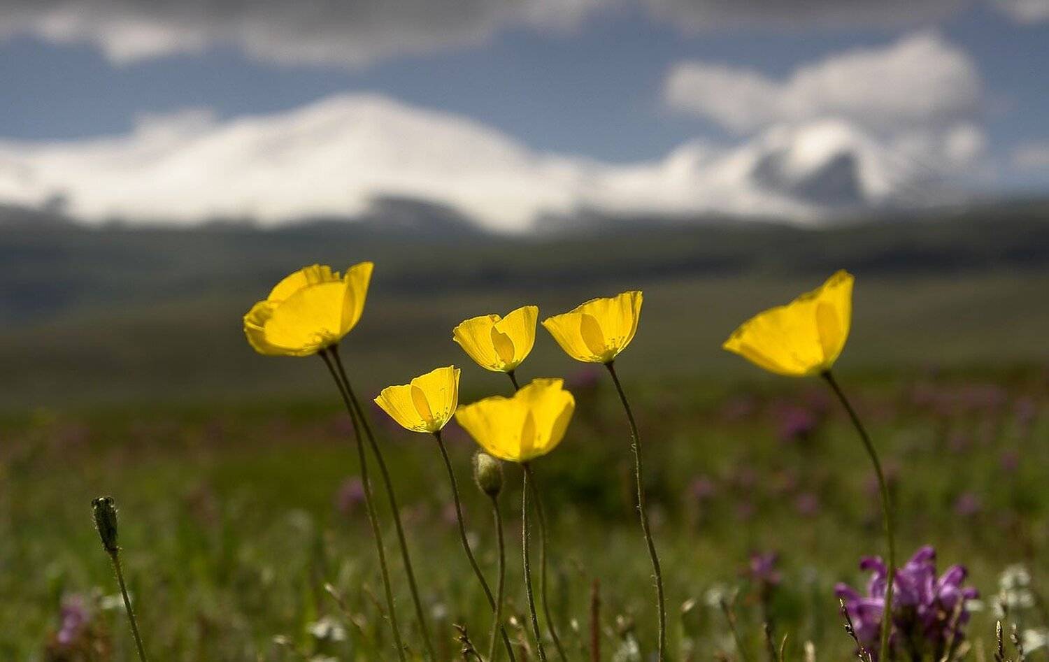 плоскогорье, укок, лето, Наталья Кайзер