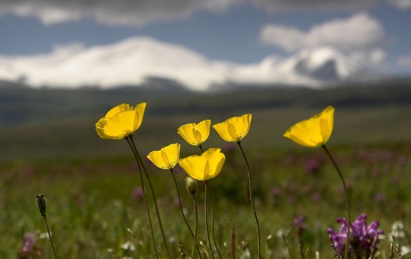плоскогорье, укок, лето  фото превью