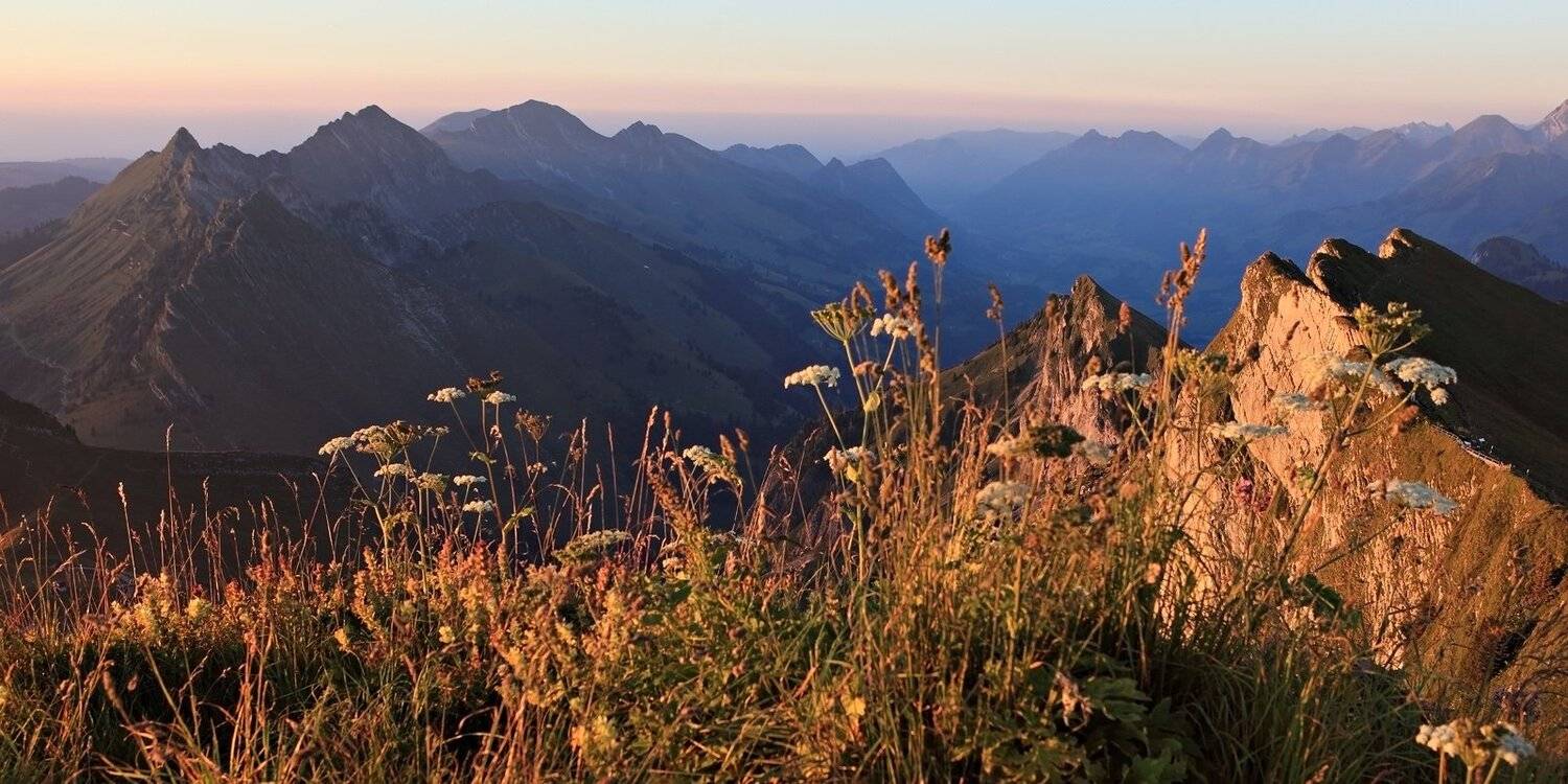 swiss, Матвеев Николай