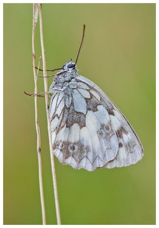 ^^^^ фото превью