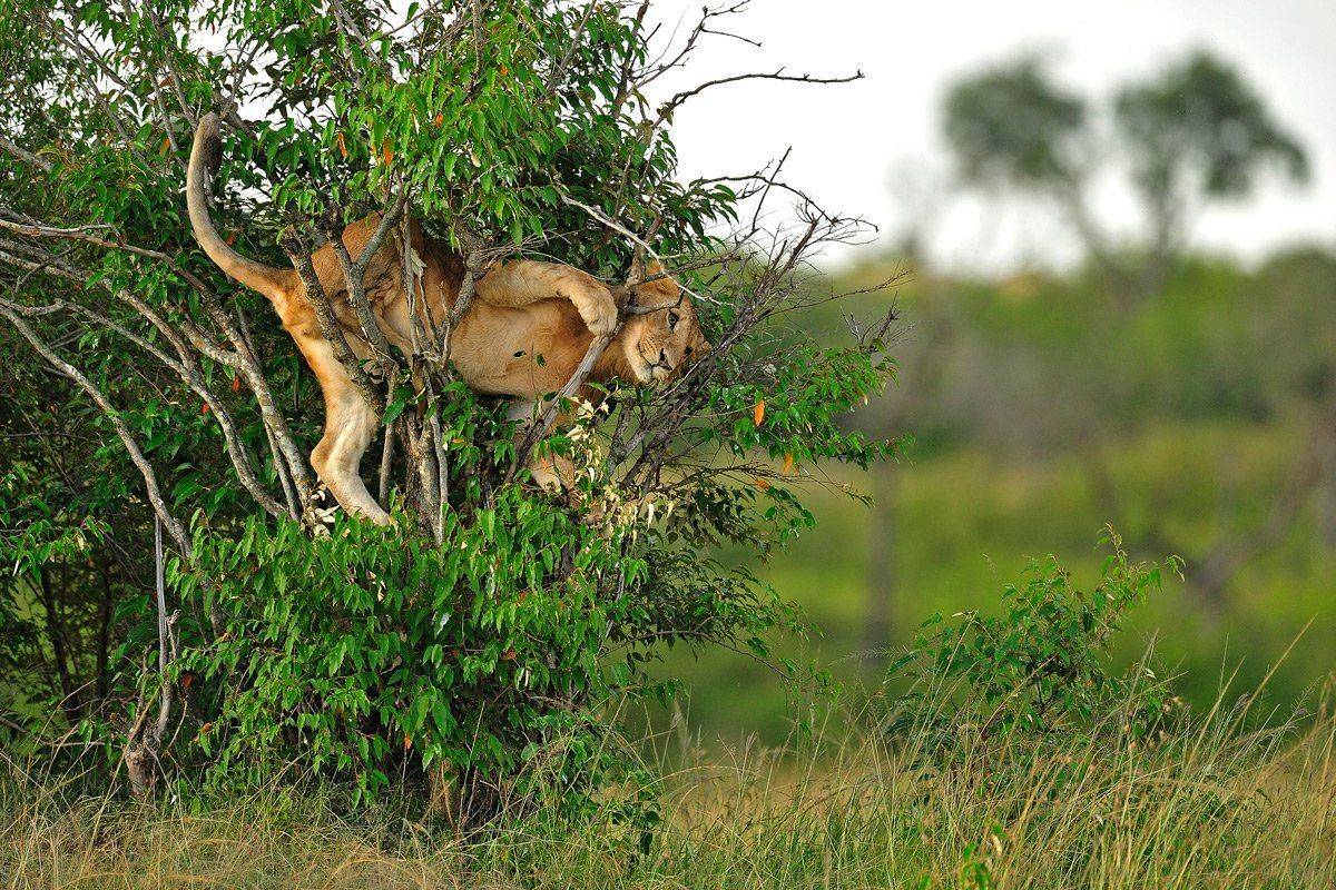 , Алексей Тищенко