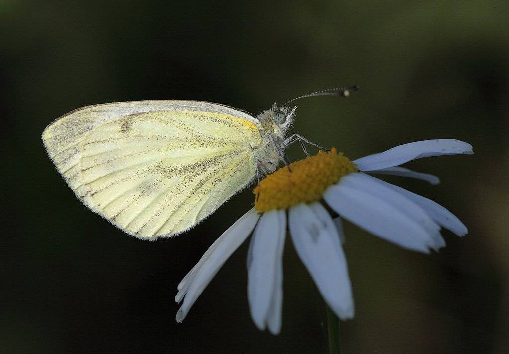 , Сергей Таланов