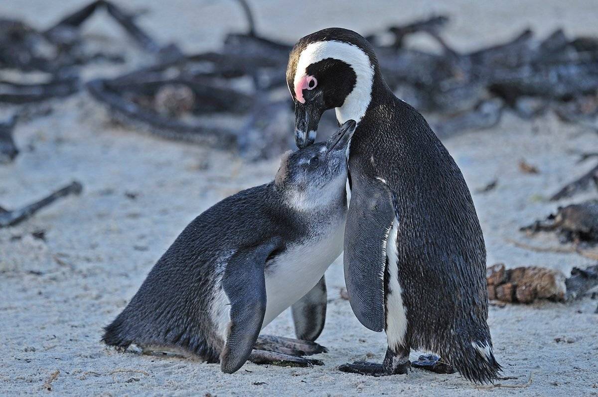 , Алексей Тищенко