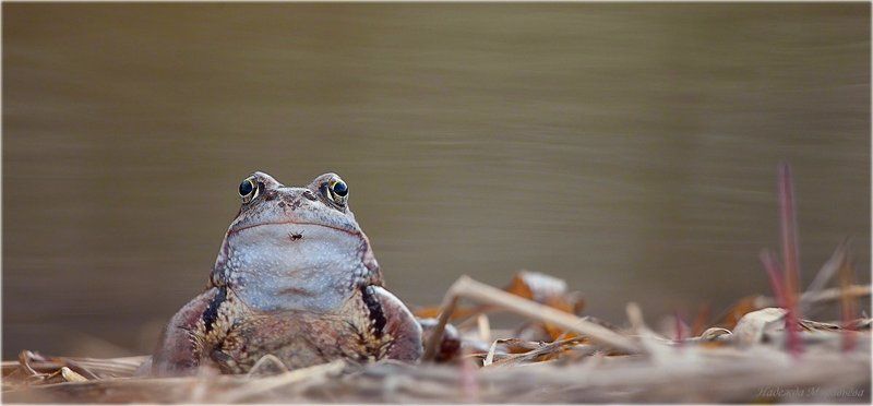 травяная, лягушка, rana, temporaria, паук Красавица с брошкой фото превью