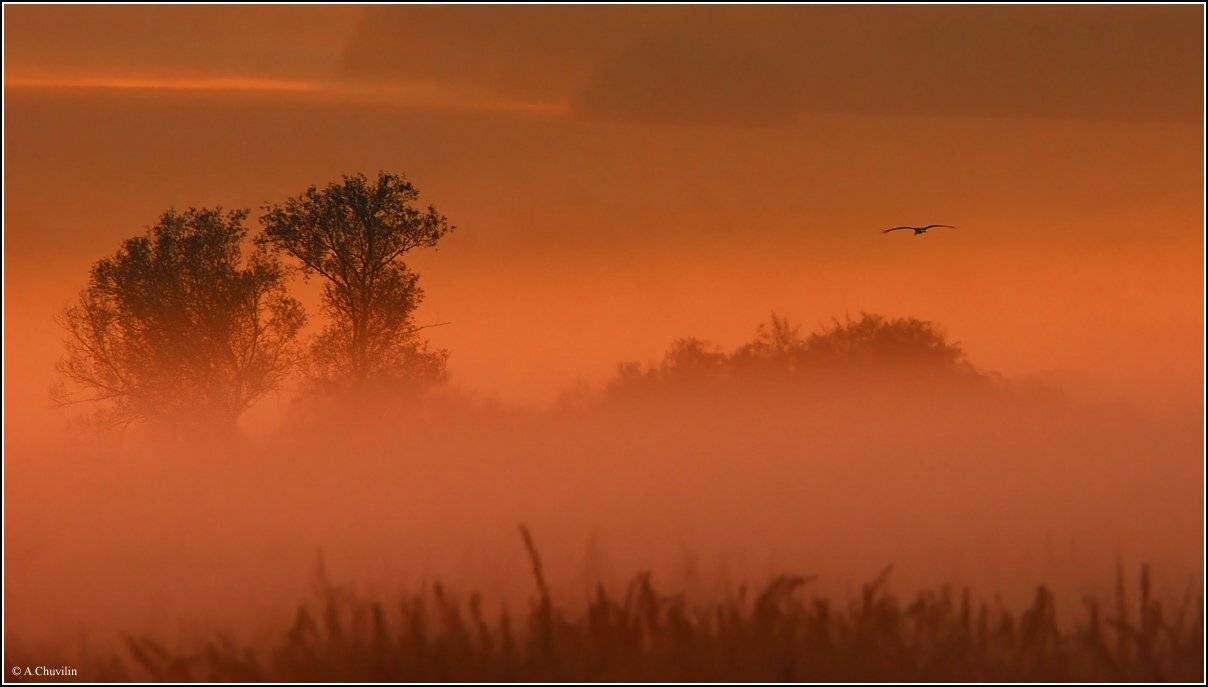 аист,возвращается,домой,закат, Александр Чувилин