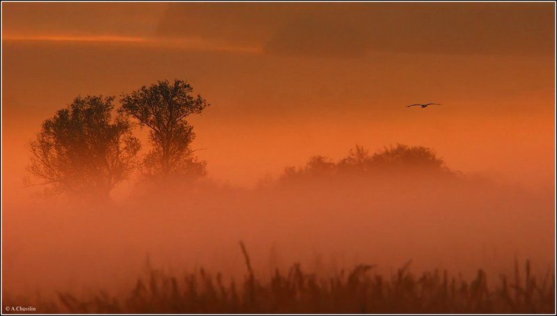 аист,возвращается,домой,закат Домой фото превью
