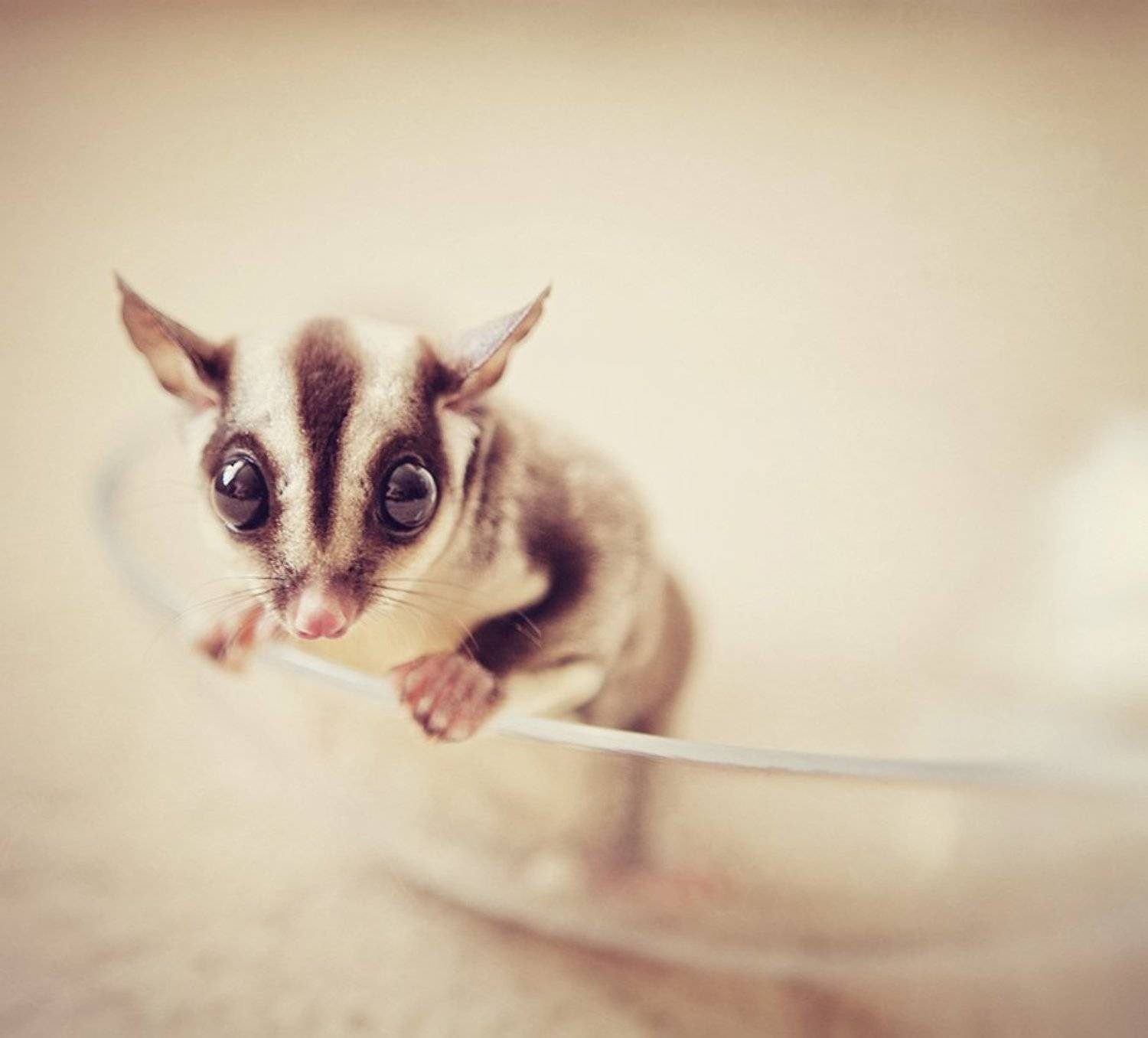 , Светлана Некрасова