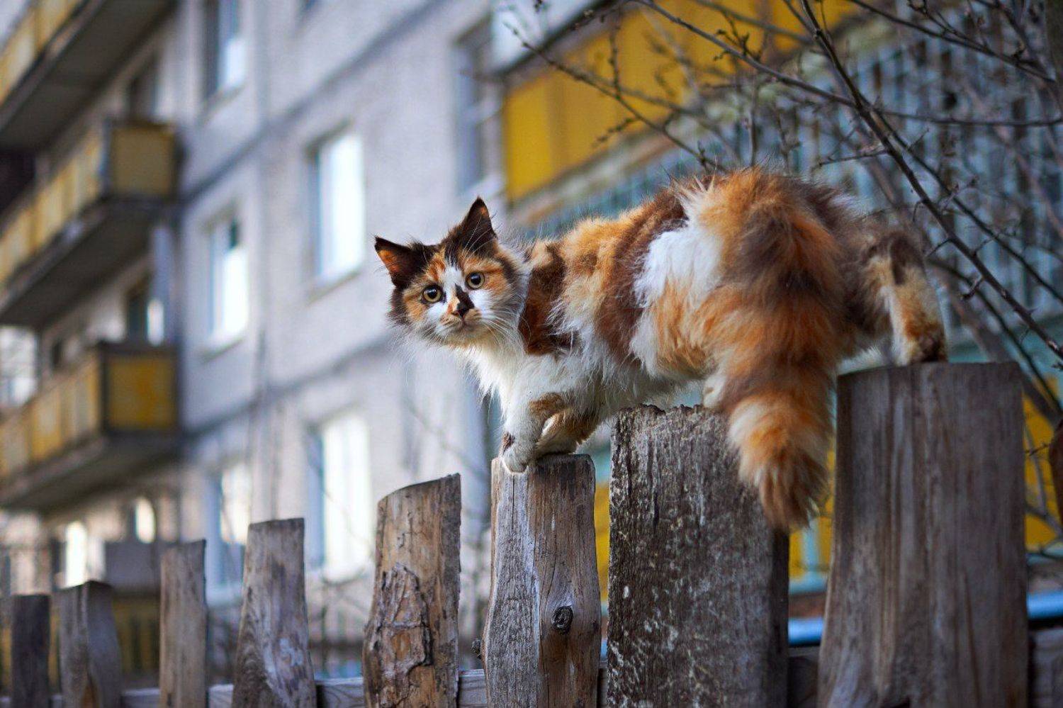 , Александр Виноградов