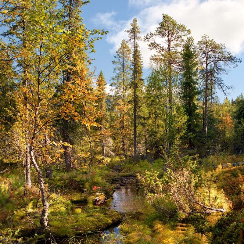 лесной, ручей Лесной ручей фото превью