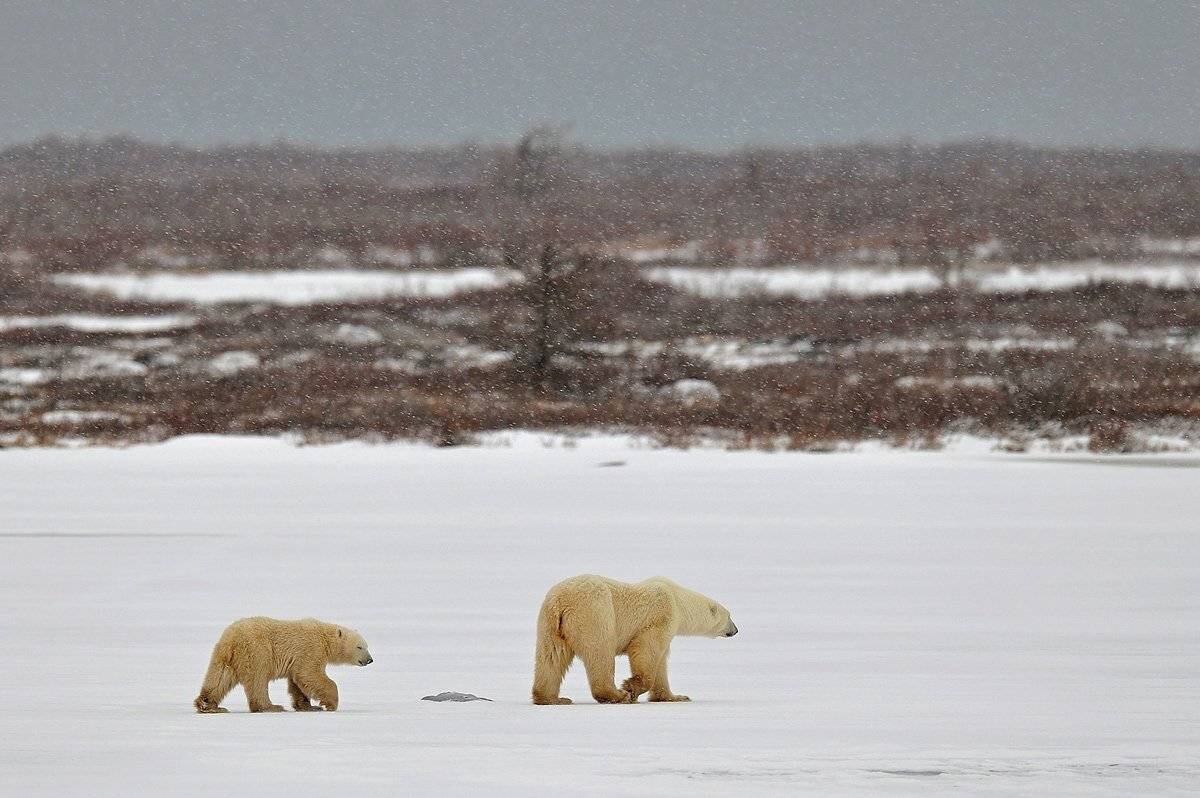 , Алексей Тищенко