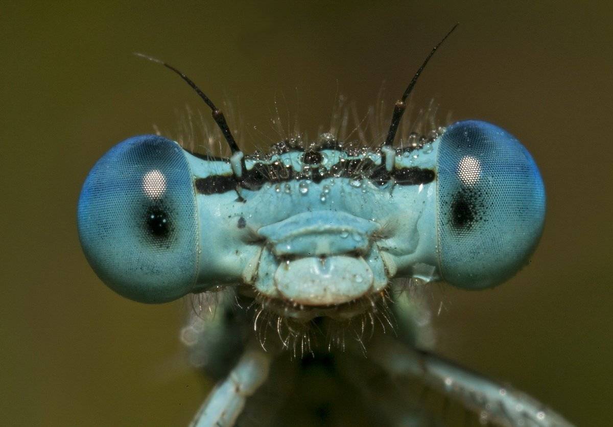 стрекоза, dragonflies, Леонид