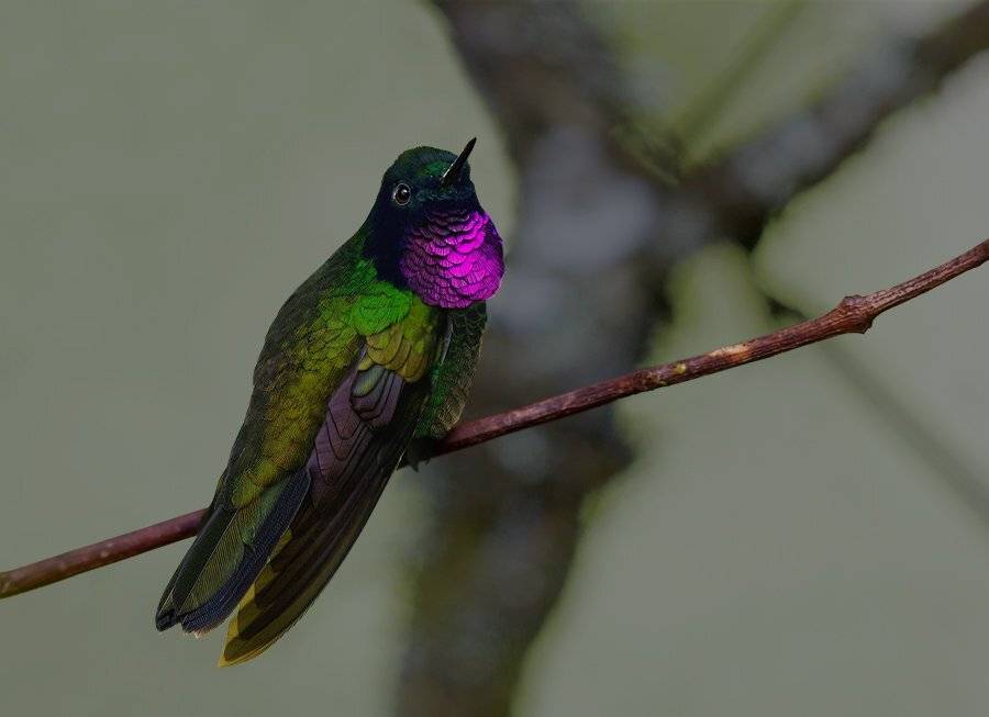 солнечный ангел аметистовогорлый, аметистовогорлый феб, heliangelus amethysticollis, trochilidae, колибри, Sergey Volkov