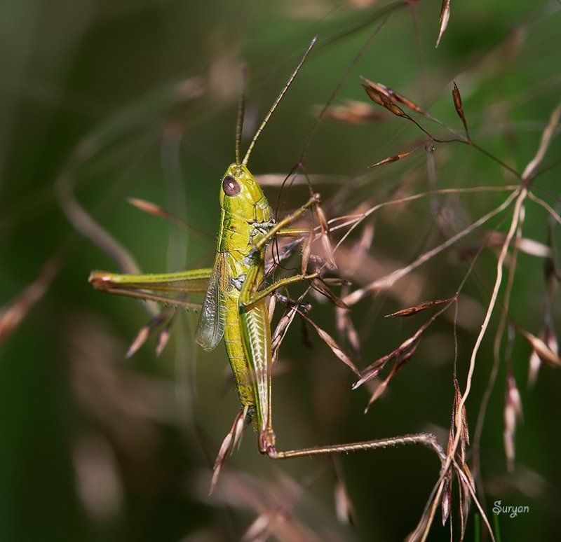 лето, трава, кузнечик Вдох глубокий, Руки шире. фото превью