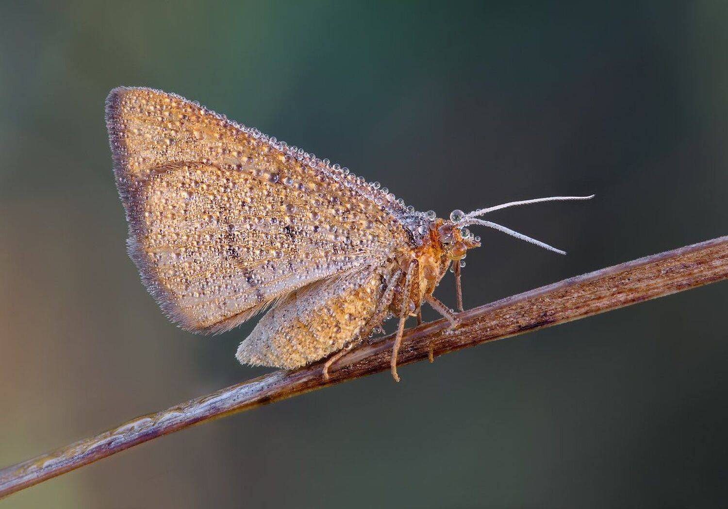 , Вадим Ходаковский