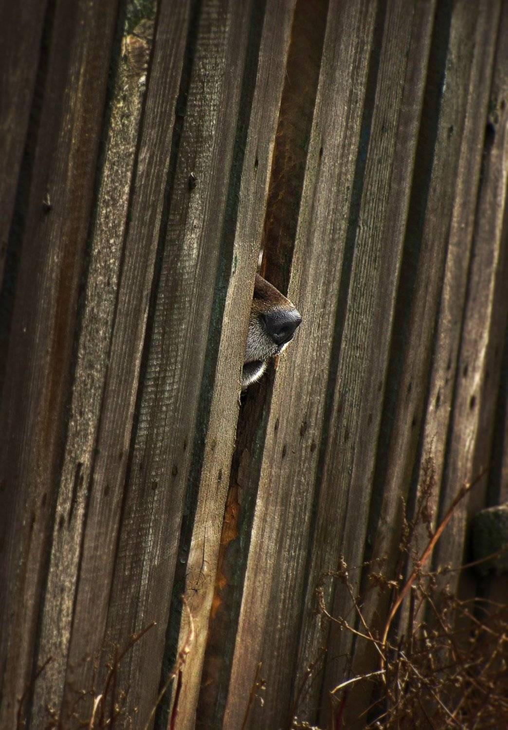 , Радковская Наталья
