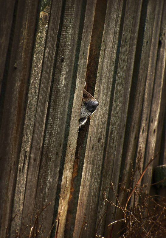 Не увижу, хоть понюхаю! фото превью