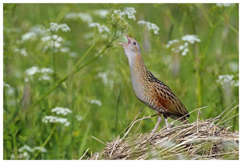 коростель, дергач, crex crex, россия И не спит по ночам коростель... фото превью