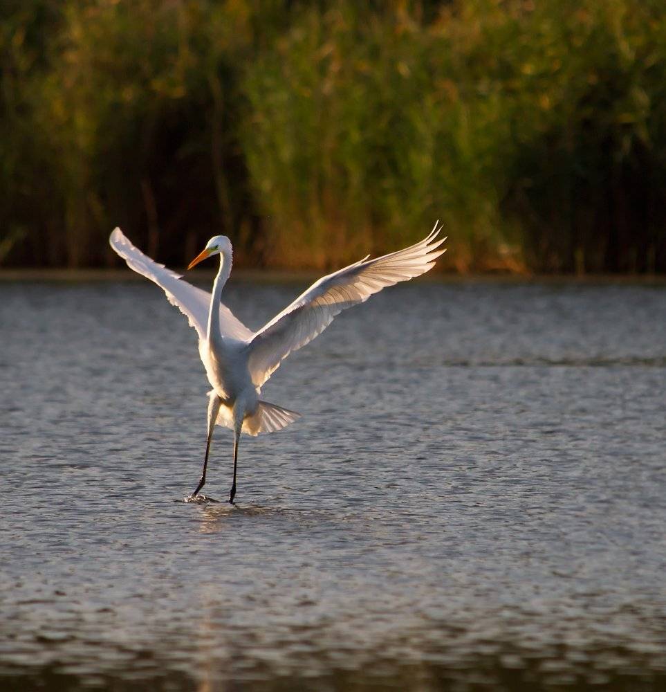белая, цапля, Игорь Олейник
