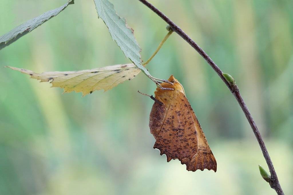 ennomos erosarius (denis & schiffermuller, 1775) угловатая пяденица березовая, Сергей Таланов