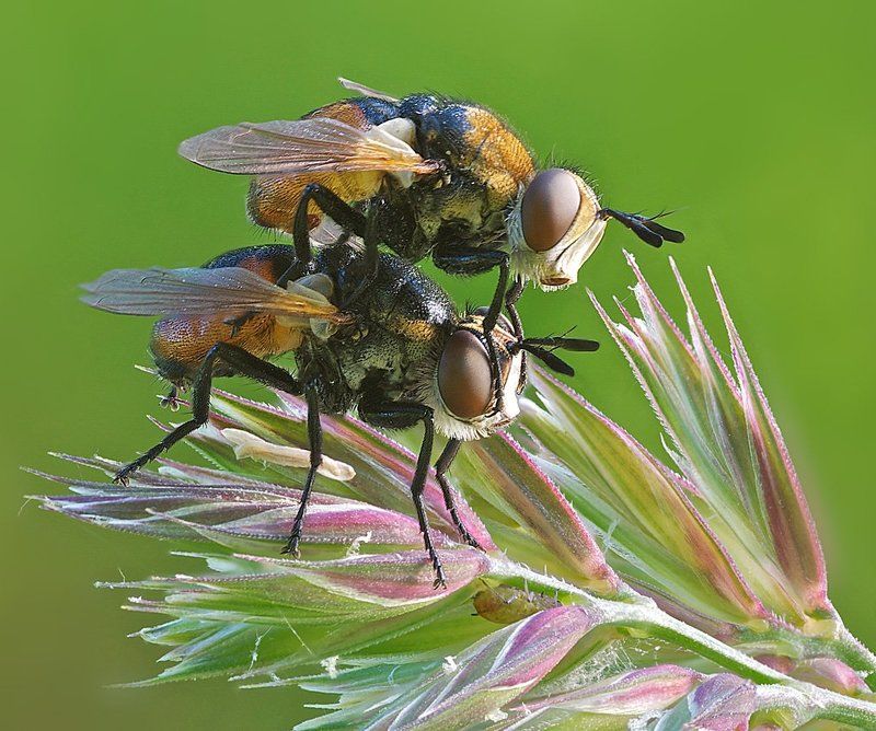 любимая! закрой глазки... фото превью