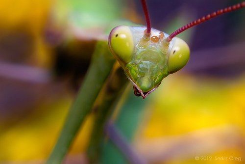 Mantis religiosa