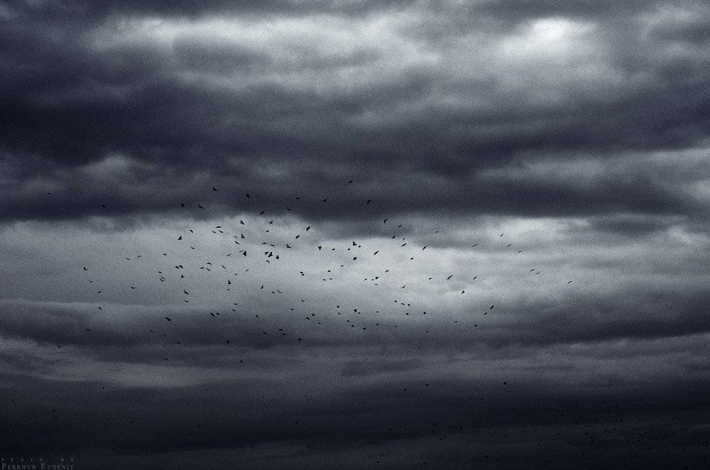 тревожные, птицы, небо, тучи, Перхун Евгений