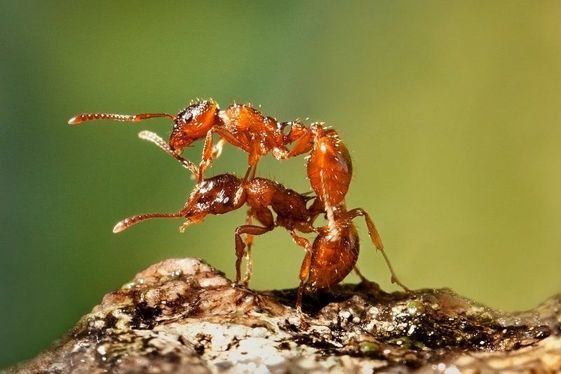 Giddyup! фото превью