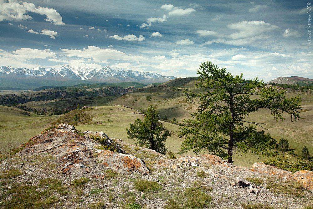 алтай, сибирь, россия, северо-чуйский, хребет, горы, ледники, степь, красота, простор, лиственницы, Horimono