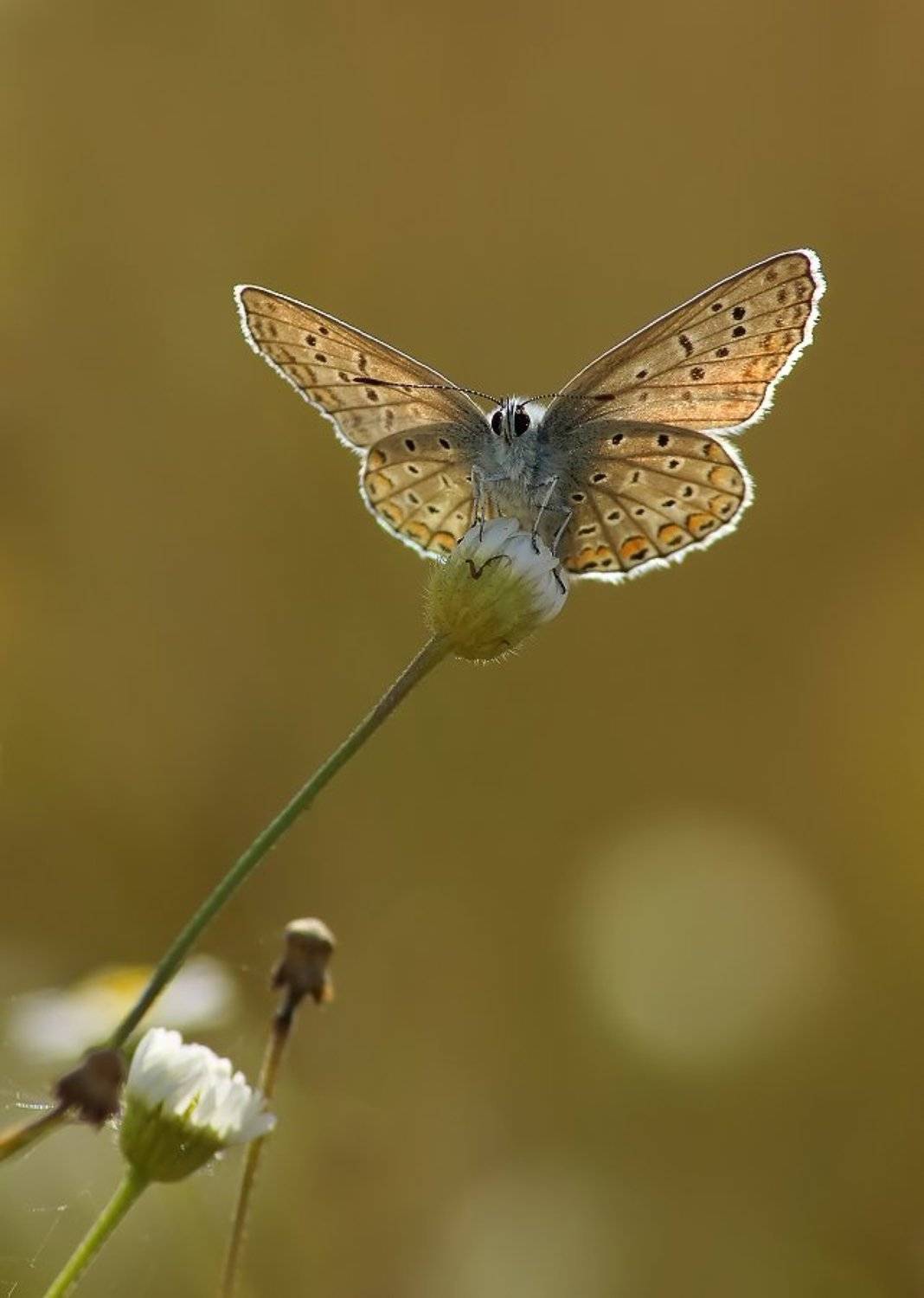 бабочка, икар, Cheplenko Aleksey