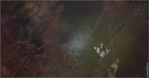 Тише воды, ниже травы