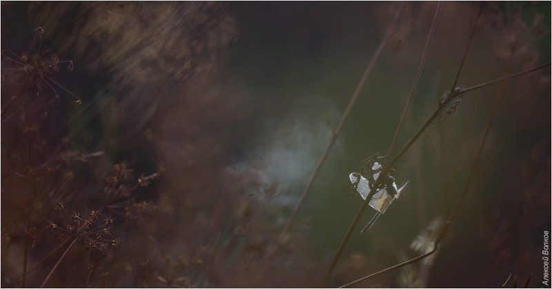 стрекоза, утро Тише воды, ниже травы фото превью