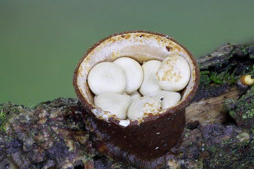 Завтрак грибника