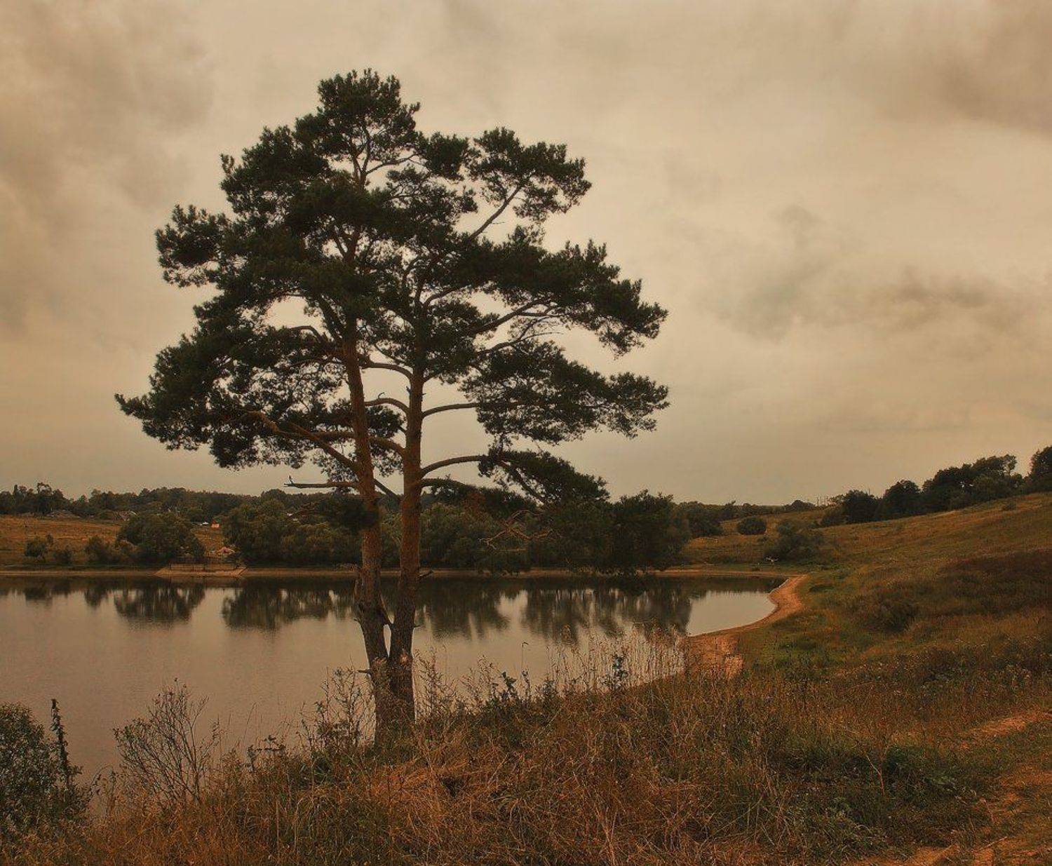 сосна, пейзаж, озеро, Oleg Dmitriev