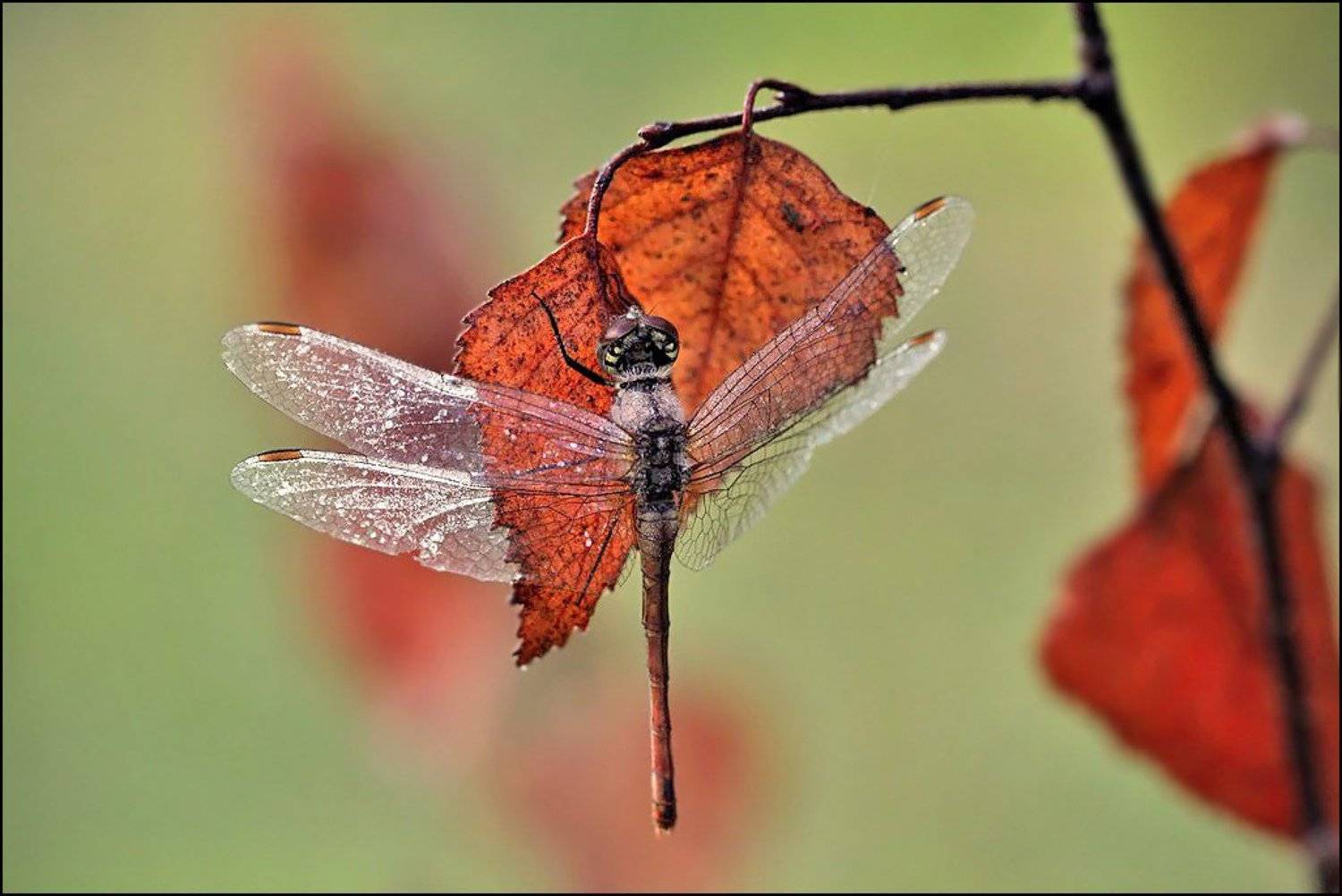 стрекоза,макро,насекомые,, Андрей Корочкин