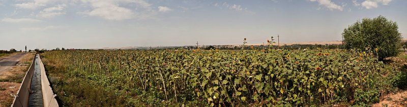 репортаж, съемка, ташкент, семечки, байбеков, руслан, baybekov, ruslan, lffenok, repotage, baybekov, ruslan  фото превью