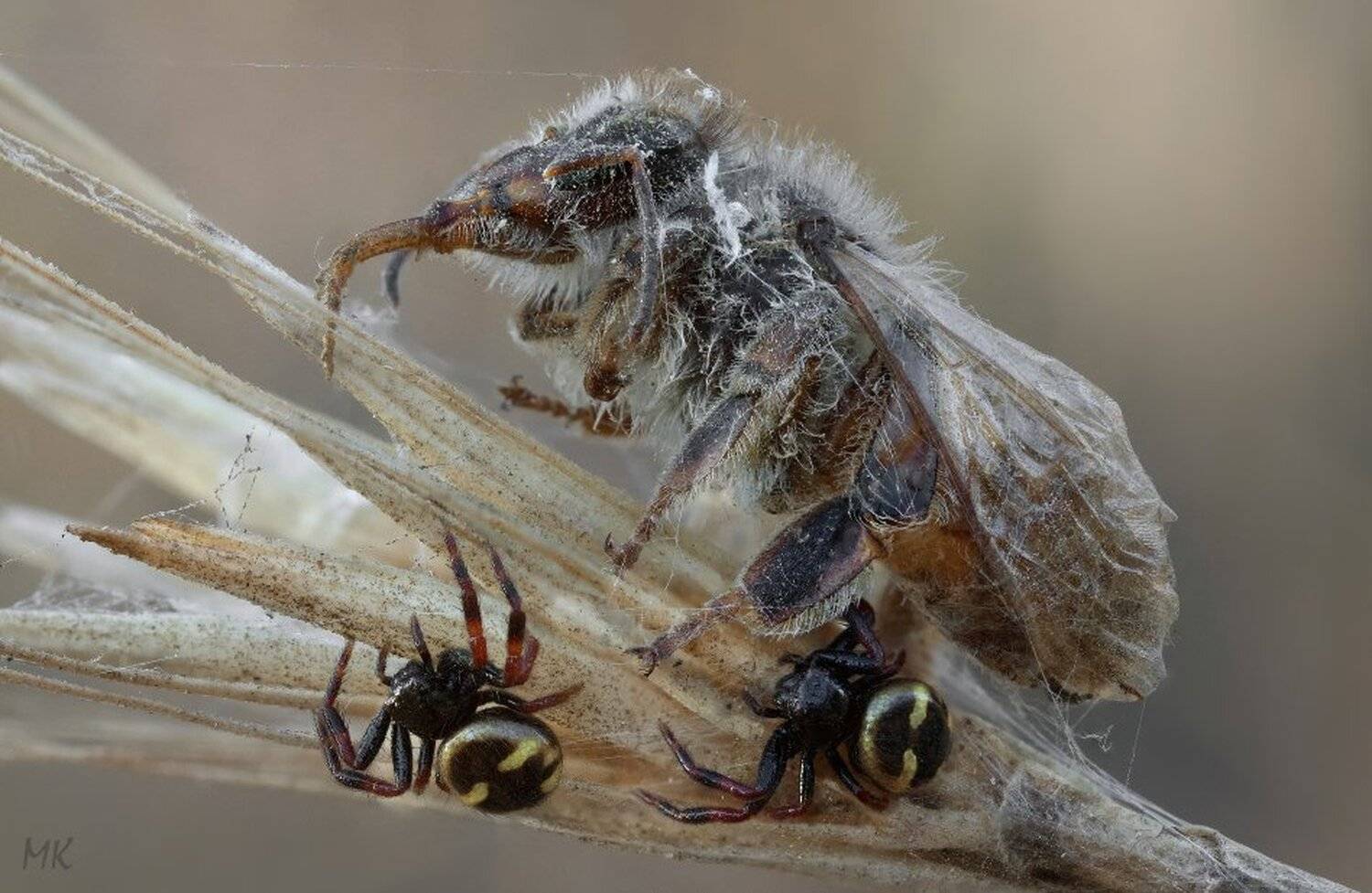 помни, о, смерти, Miron Karlinsky