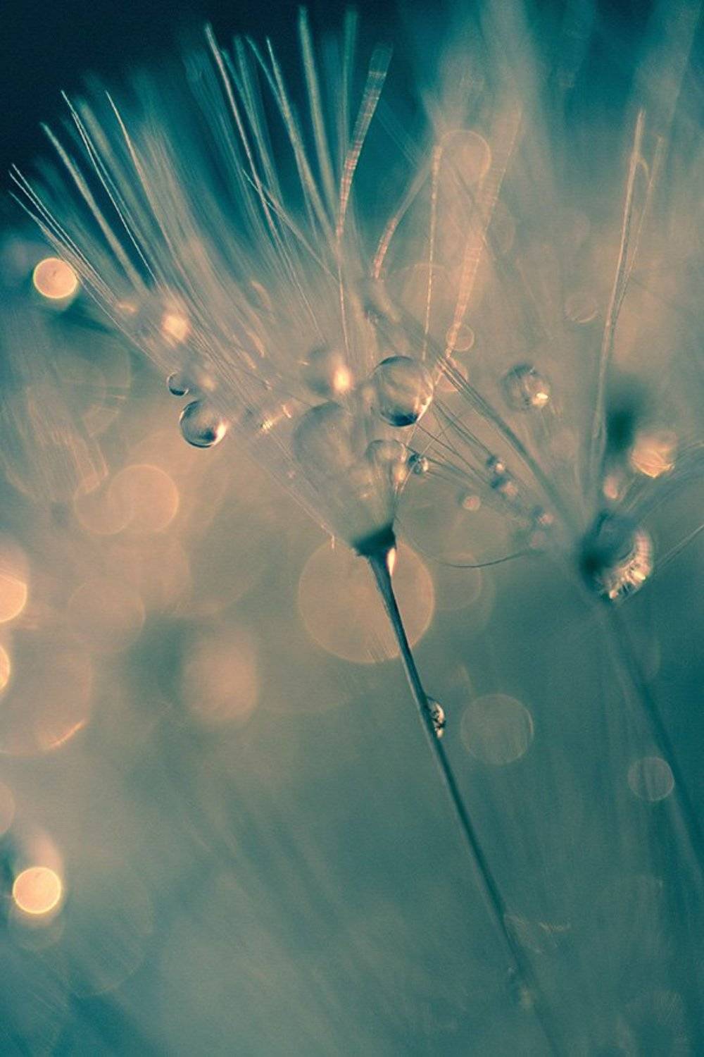 макро, вода, капли, красота, одуванчик, Людмила Кудинова